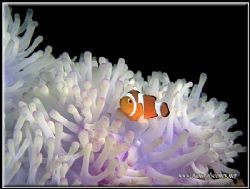 Juvenile clown fish on a white anemone photographed with ... by Yves Antoniazzo 